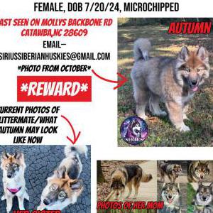 Image of Autumn, Lost Dog