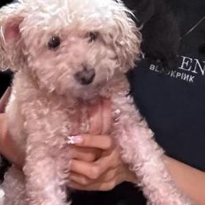 Lost Dog Tinkerbell