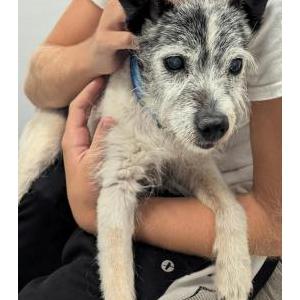 Image of Mason, Lost Dog