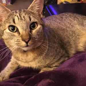 Image of Tigger, Lost Cat