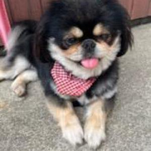 Lost Dog Duke