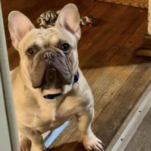 Lost Dog Rocko