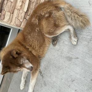 Found Dog UNKNOWN