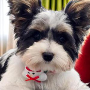 Lost Dog Leah