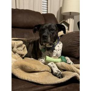 Lost Dog Cooper Morgan
