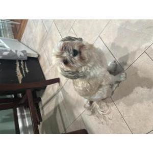 Lost Dog Snoopy