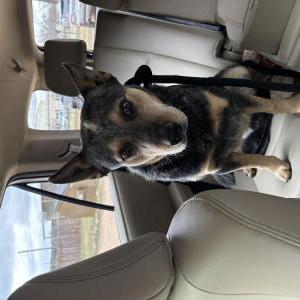 Image of Unknown, Found Dog