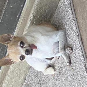 Lost Dog KYLIE