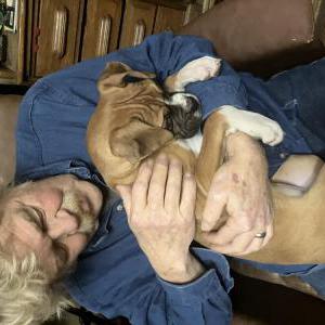 Image of Dumpling, Lost Dog