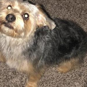 Image of Johnny, Lost Dog
