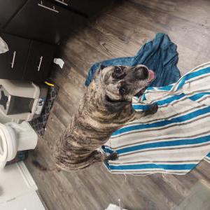 Image of Ginny, Lost Dog