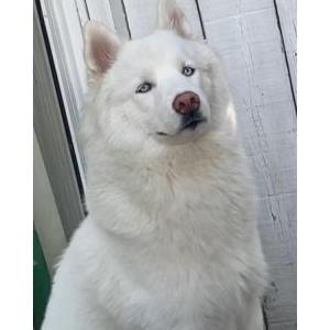 Lost Dog Ice