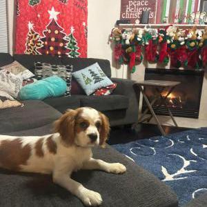 Lost Dog lady