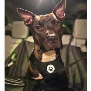Found Dog UNKNOWN