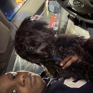 Lost Dog Bleu