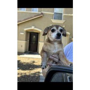 Lost Dog Johnson