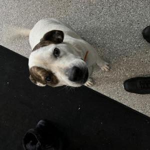 Image of white hair bro ears, Found Dog
