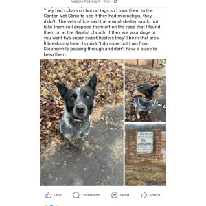 Image of Faleena and Dodge, Lost Dog