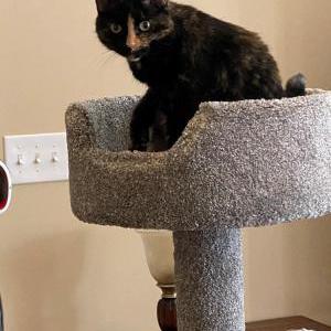 Image of Squeak, Lost Cat
