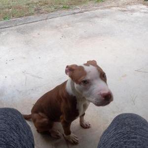 Lost Dog Teddy