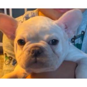 Lost Dog Lucy lou