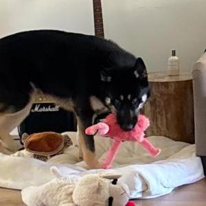 Lost Dog Deacon