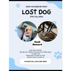 Lost Dog Spike Gallardo