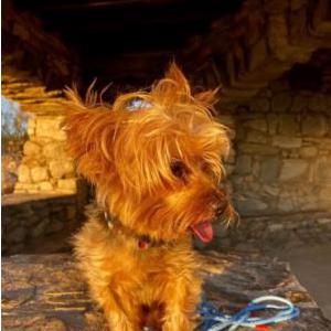 Lost Dog Cash