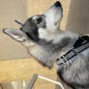 Lost Dog Romeo