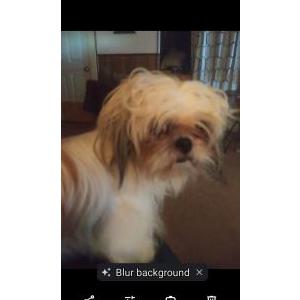 Lost Dog Sophie