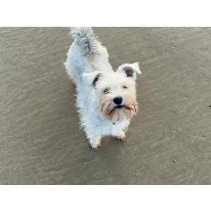 Lost Dog Ellie