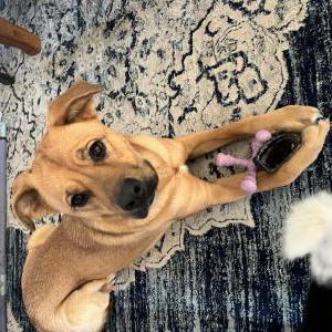 Lost Dog Penny