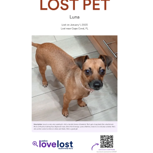 Lost Dog Luna