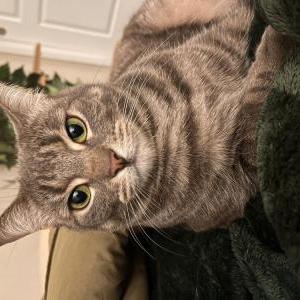 Image of Smokey bear, Lost Cat