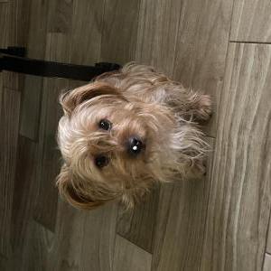 Image of Luna, Lost Dog