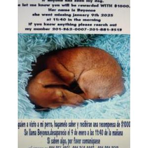 Lost Dog Beyonce
