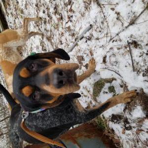 Image of Unknown, Found Dog