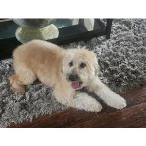 Lost Dog Chase