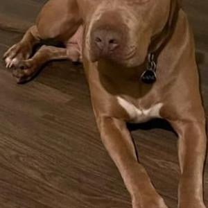 Lost Dog Kane