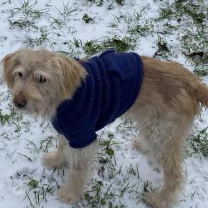 Lost Dog Sid