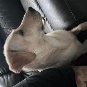 Lost Dog Marley