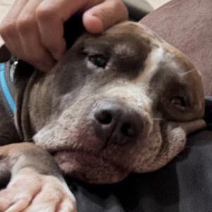 Lost Dog Bullet