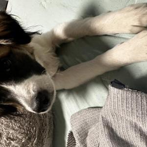 Lost Dog Loki