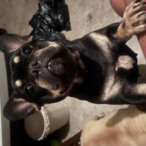Lost Dog Chanel