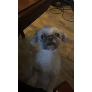 Lost Dog Teddy