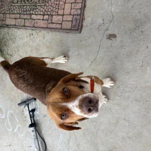 Found Dog Unknown