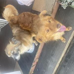 Found Dog Unknown