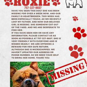 Lost Dog Roxy