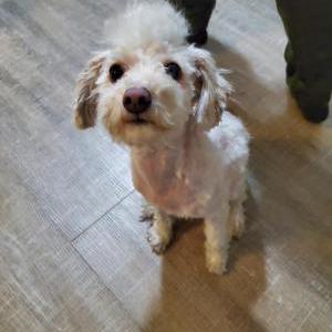 Lost Dog Canelo