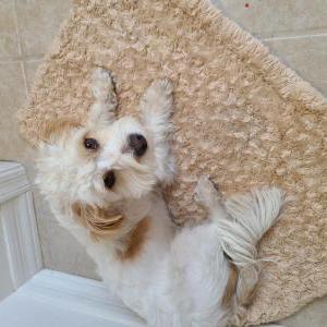 Image of Love, Lost Dog
